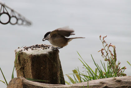 niet-alleen-de-vogeltjes-zijn-verzot-op-een-bedje-hennep.jpeg