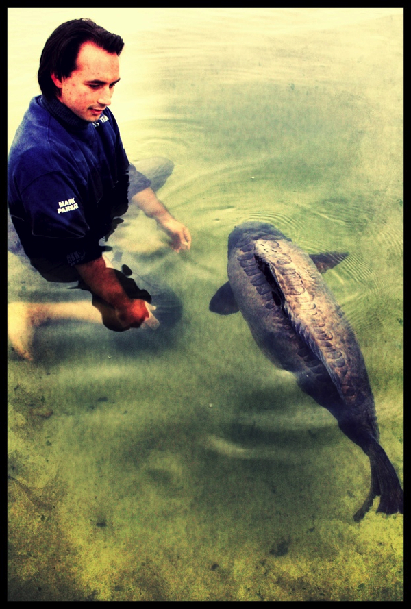 Mark Pansar terugzetten