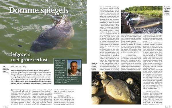 karper domme spiegels