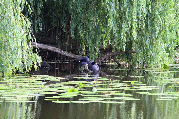Het water in kwestie is uniek waterstelsel en er huizen een aantal prachtige karpers.