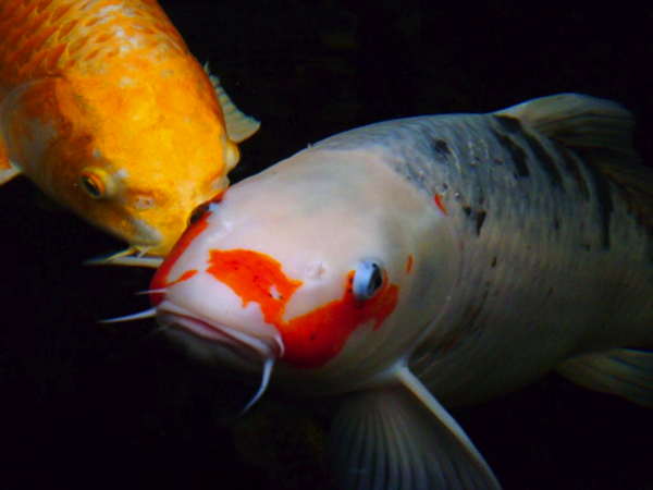 Koi Carp deel 2 grote foto