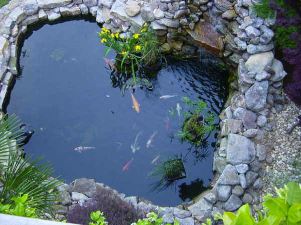 Koi Carp vijver bovenaanzicht