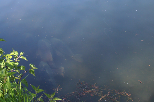 Mario-kanaal-observeren