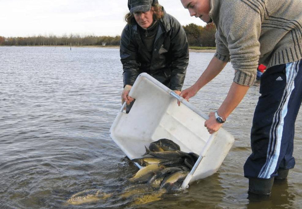 Mede dankzij de diverse spiegelkarper projecten is er zekerheid voor de toekomst.