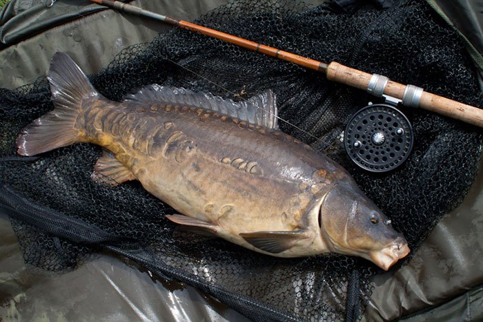 Sportvisserij-Nederland-partij-voor-de-dieren-kevin-diederen