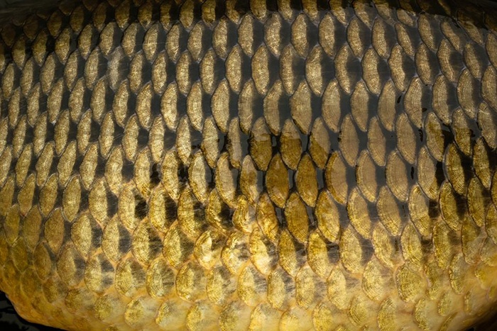 Eén van de grootste schubs uit de Alpen.