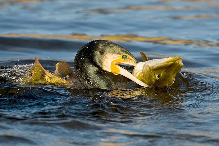 P.S. ik heb niets tegen aalscholvers, die prachtige rovers… zolang er niet teveel van zijn…