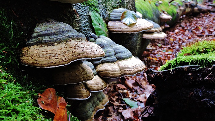 Robin-Smit-top-10-karperfotos-3