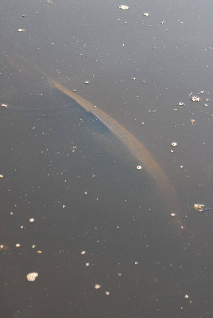 Karpers veranderen wat dat betreft niet.