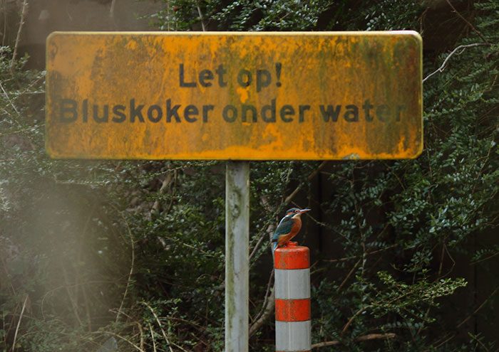 Peter-Vlasveld-blog-ijsvogel-paaltje