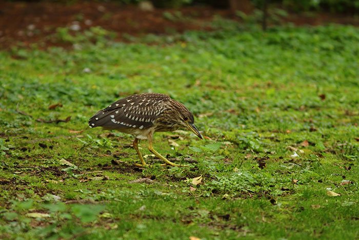 Een rare vogel; een jonge kwak!
