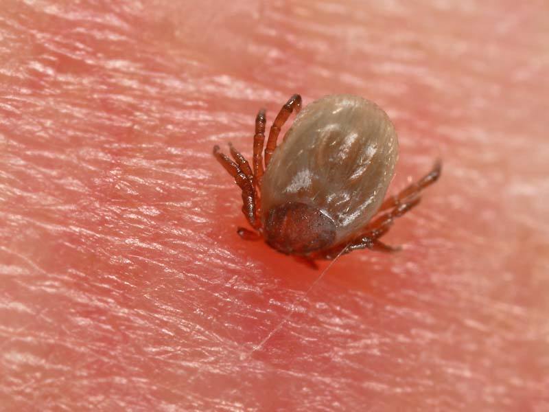 Bingo! Deze teek heeft het prima naar zijn zin! Snel handelen is nu gewenst!