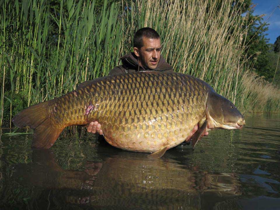 Steve-Blow-75lb-6oz-common