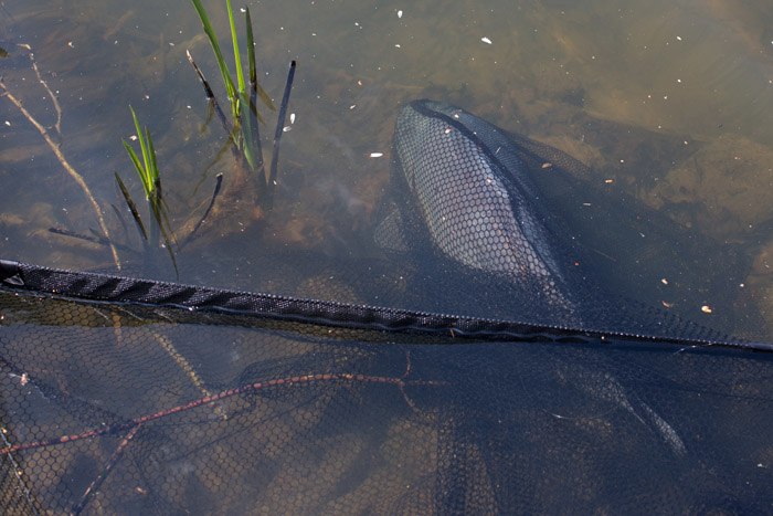 Je zal al snel ontdekken dat het vissen met zigrigs ontzettend succesvol kan zijn.
