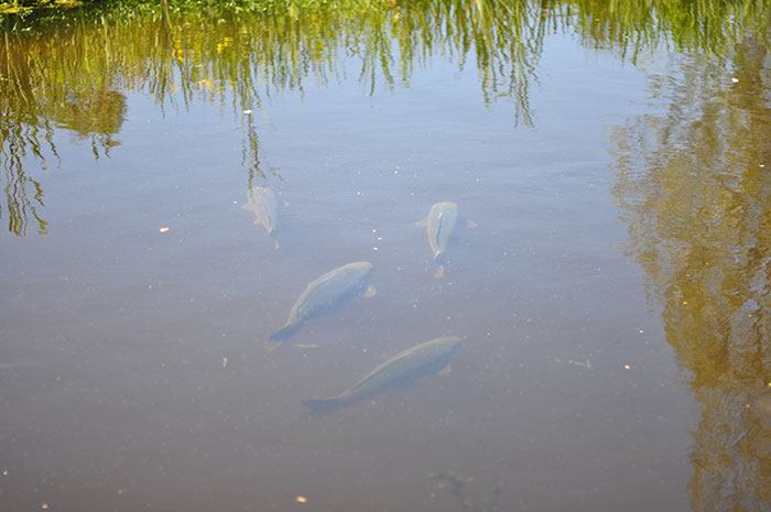 Jelle-Kassies-paai-polder