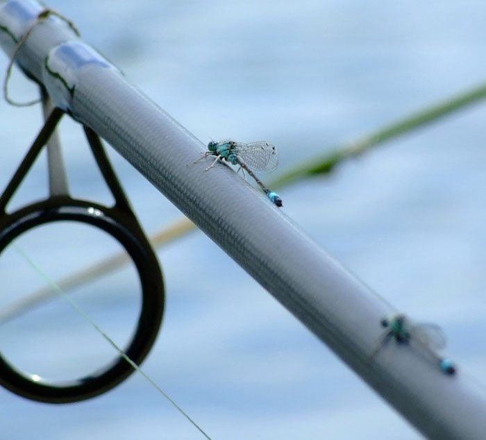 Roy-van-Goor-libelle