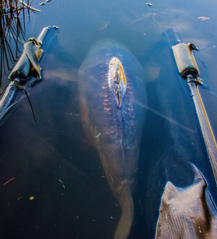 Bart-Jaap-Koorn-veilig-karpervissen-10