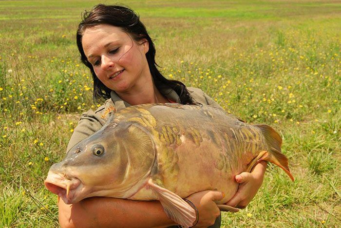 Delphine-Houvenaghel-zomer-karper