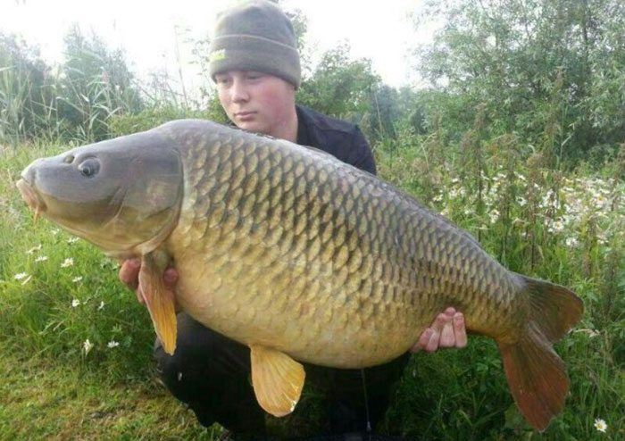 Quint-Vandinteren-karper-2