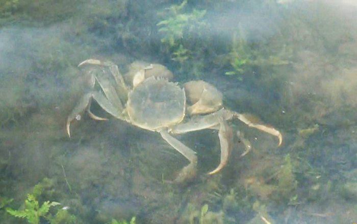 Niet alleen de vissen maar ook de kreeften, krabben en ratten zouden hier enorm zijn.