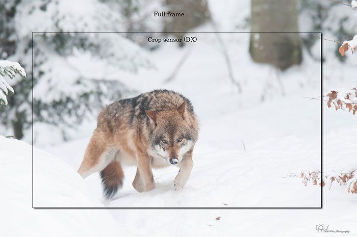 Ronald-de-Witte-fotografie-deel-2-Wolf