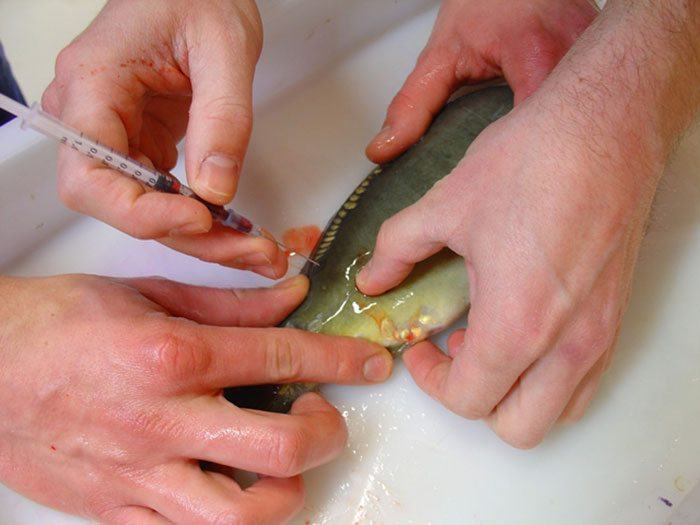 Bij elke vis werd een bloedmonster genomen na verblijf in de bewaarzak.