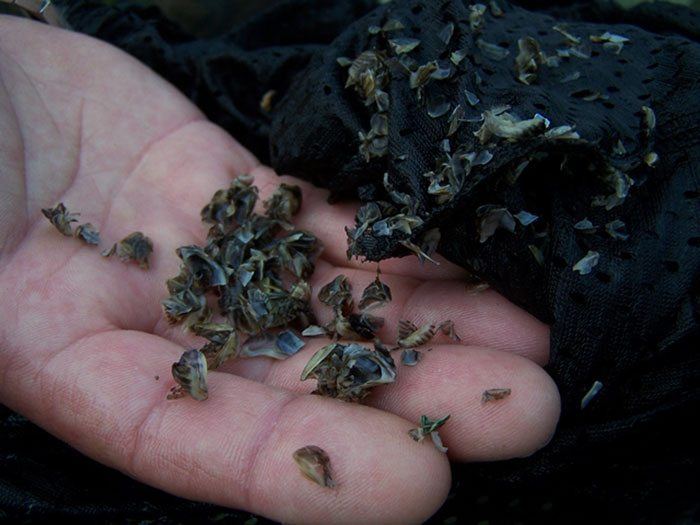 Het onderzoek naar karpers gevangen in het vrije water leverde een aantal verrassende verschillen op.