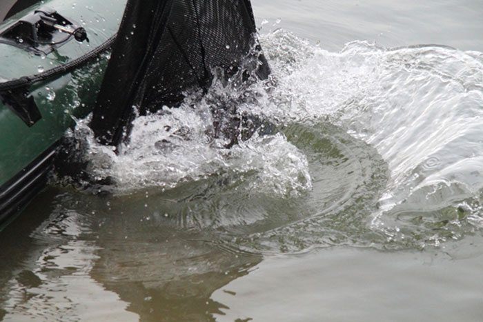 Een bewaarzak kan ook worden gebruikt om een gevangen karper even te laten ‘uitrazen’.