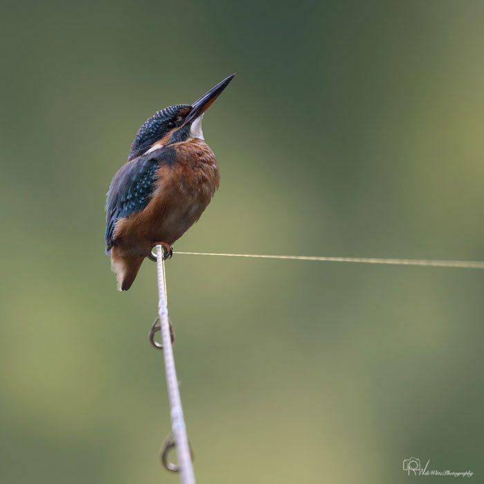 ronald-de-witte-ijsvogel-fotografie