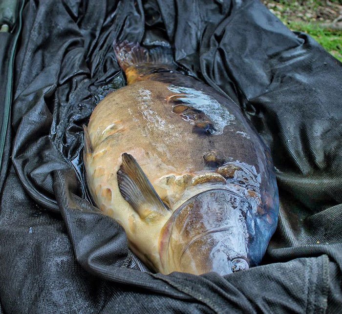 Wil je karper op de mat krijgen? Zet dan vroeg je wekker en ga lekker dagvissen!
