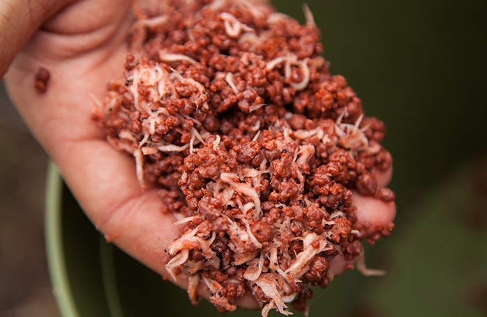 De frozen whole krill maakt deze mix voor iedere karper onweerstaanbaar.