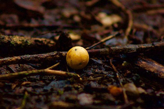 In het voorjaar is een 'single' boilie of een opvallend haakaasje vaak super doeltreffend.