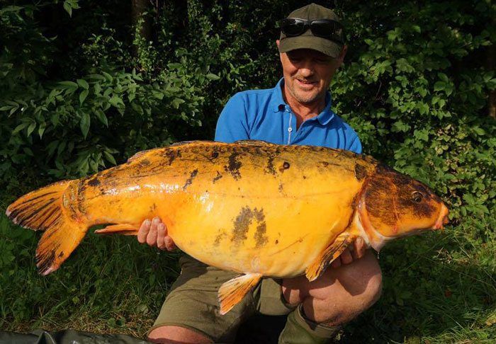 frank-de-kort-koi-karper