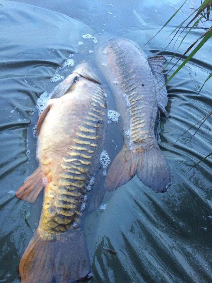 Wat een moment, een dubbelrun met twee van zulke beauty's.