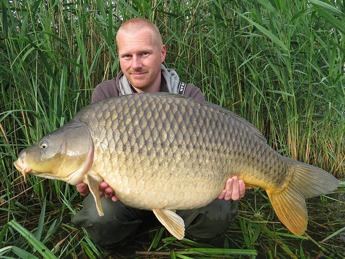 dream-baits-karper