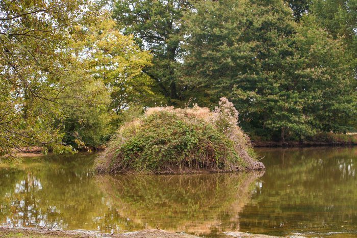 taillis-des-landes-kwo-btw-revealed-jordyopthof72