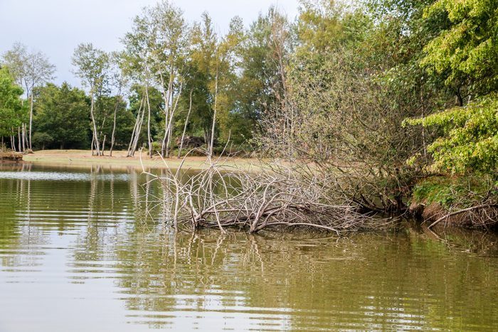 taillis-des-landes-kwo-btw-revealed-jordyopthof76