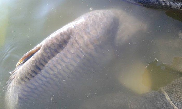 Brian had niet alleen grote spiegels... Ook enkele bakken van schubs kwamen op zijn mat. Later meer!