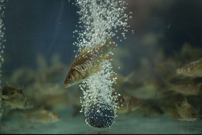 carpsquare-2016-beurs-utrecht-15