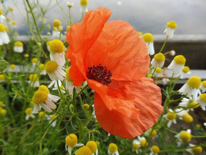 Puffen en zweten - Zomersprokkels tijdens de hittegolf met Mark