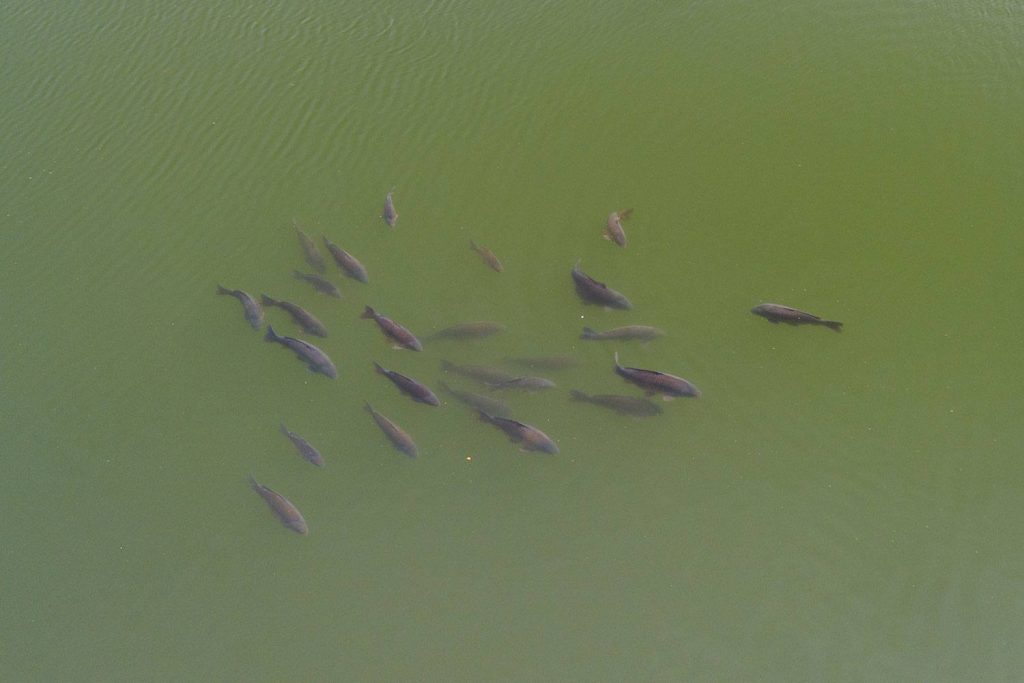 Karpers aan de oppervlakte
