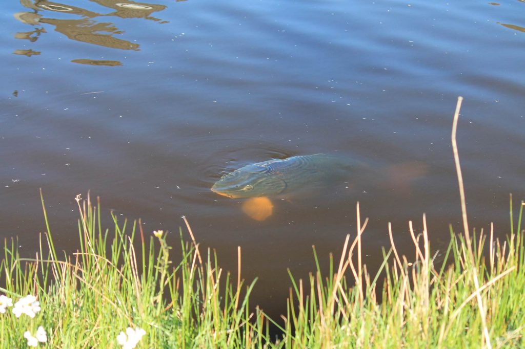 Oppervlakte azende karper