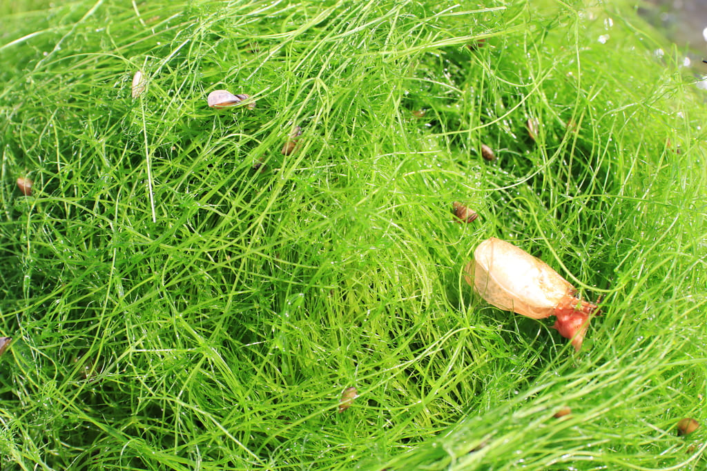 wier natuurlijk voedsel